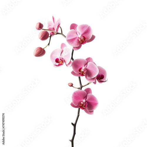 Elegant Pink Orchid Branch Isolated on transparent Background