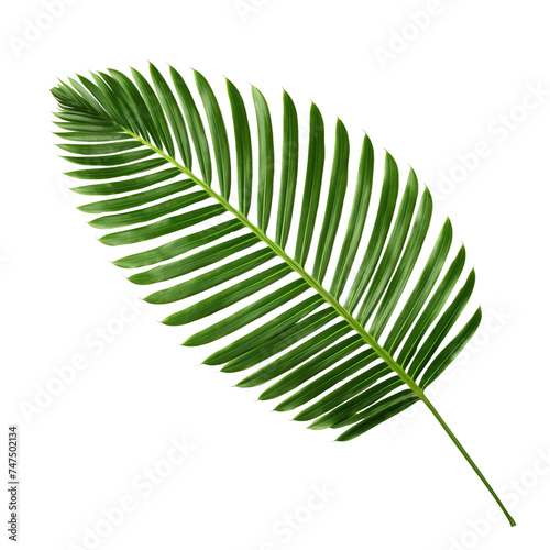 Verdant palm frond gracefully arching against a transparent backdrop photo