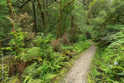 Weg durch den Regenwald, Loop Track, Oparara Basin, Kahurangi Nationalpark, West Coast, Südinsel, Neuseeland, Ozeanien photo