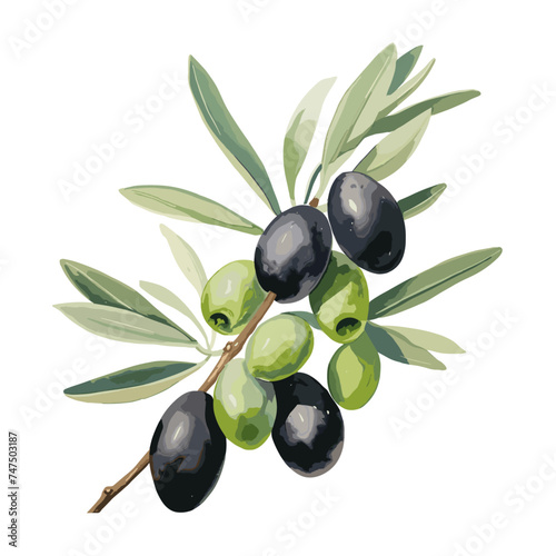 Watercolor painting of olives, with leaves isolated on a white background, Drawing Illustration & Vector