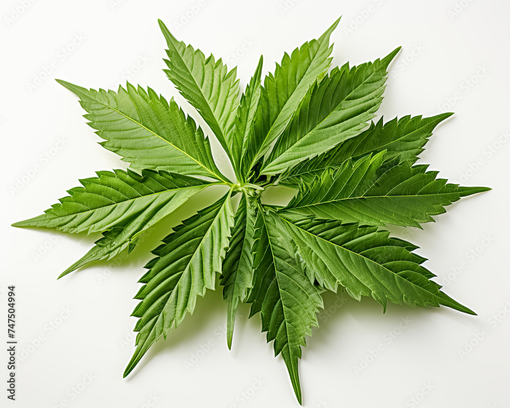 Blätter einer Hanfpflanze, Cannabis, freigestellt vor neutralem Hintergrund, Generative AI - obrazy, fototapety, plakaty 