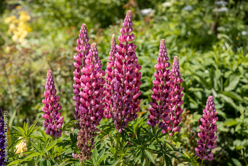 Flowers purple lupin (Lupinus) 