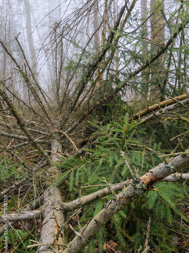 Hochnebel im Forst, Stadtwald, umgebrochene trockene Fichte