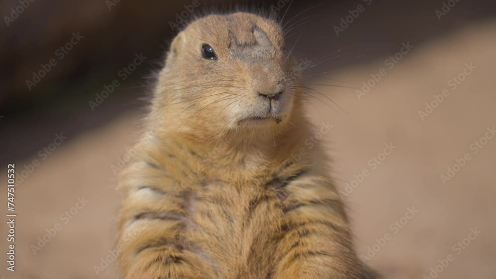This video shows a close up view of a prairie dog turning it's head and looking around. This video shows a close up view of a prairie dog turning it's head and looking around.
