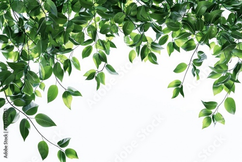 A picture of a tree with lush green leaves. Perfect for nature-themed projects
