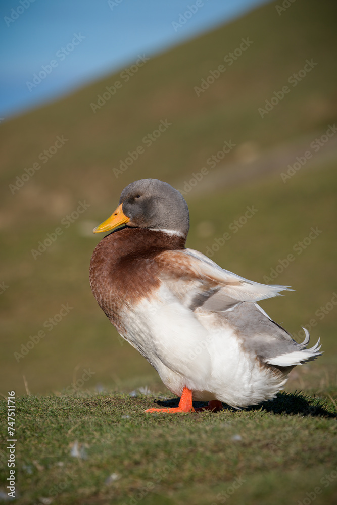 overberger ducks, a young breed of ducks from the Netherlands overberger ducks, a young breed of ducks from the Netherlands