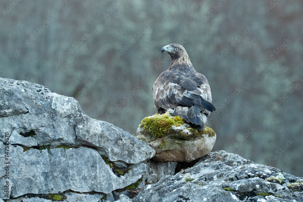 Obraz premium Adult male Golden Eagle within its territory in a Euro-Siberian mountain area in the first morning light of a cold winter day