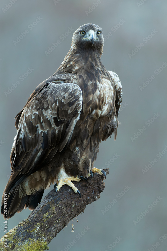Adult male Golden Eagle within its territory in a Euro-Siberian mountain area in the first morning light of a cold winter day Adult male Golden Eagle within its territory in a Euro-Siberian mountain area in the first morning light of a cold winter day