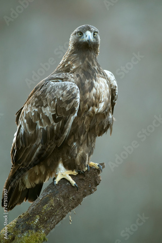 Golden Eagle male in a mountain area with a beech and oak forest with the first light of sunrise on a cold winter day