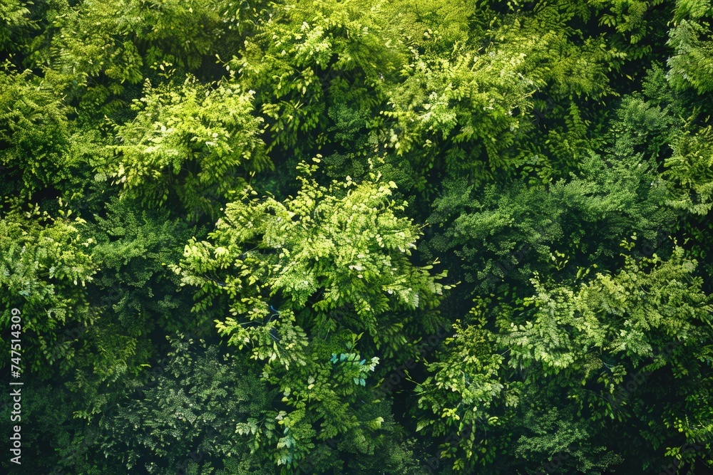 Aerial view of a dense, green forest. Suitable for nature and environment concepts