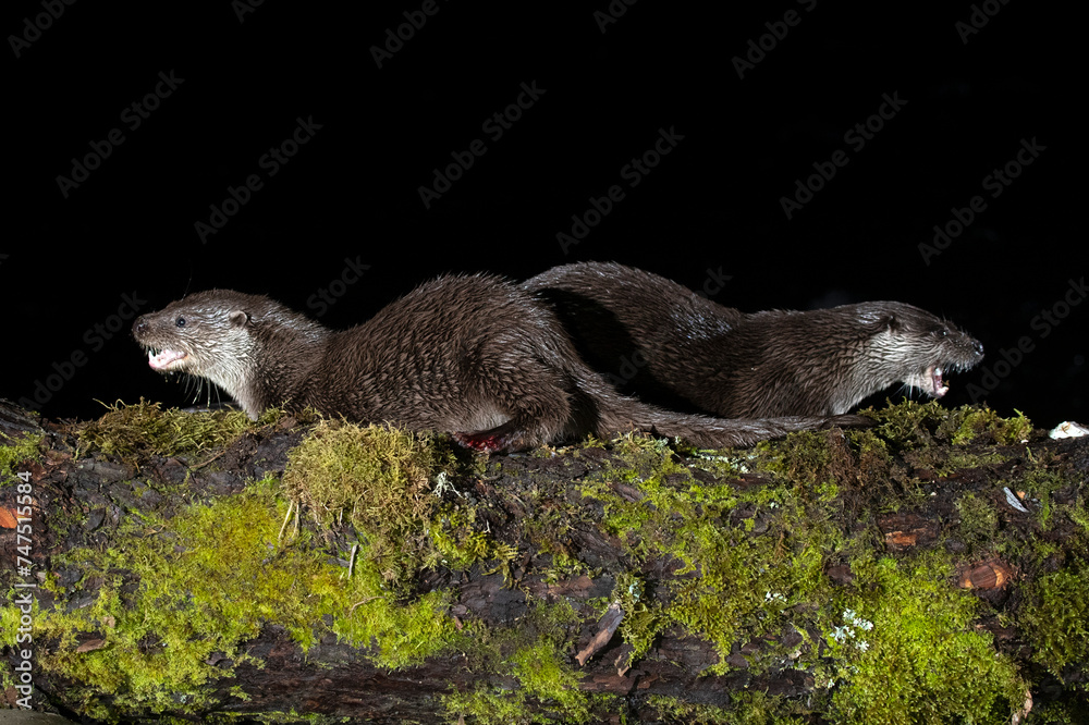 Otter on a mountain river within a Euro-Siberian forest in the early evening of a winter day Otter on a mountain river within a Euro-Siberian forest in the early evening of a winter day