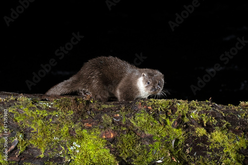 Otter in a mountain river on a cold winter day in a Eurosiberian forest