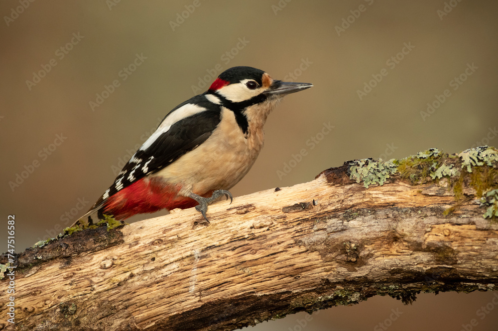 Great spotted woodpecker on the trunk of an oak tree in a Euro-Siberian forest with the last light of a winter day Great spotted woodpecker on the trunk of an oak tree in a Euro-Siberian forest with the last light of a winter day