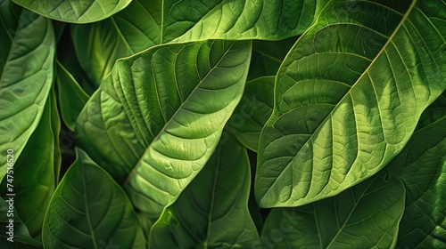 Close up of a bunch of green leaves, suitable for nature backgrounds
