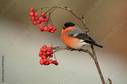 Eurasian bullfinch male in a Eurosiberian oak and beech forest with the last light of the afternoon photo