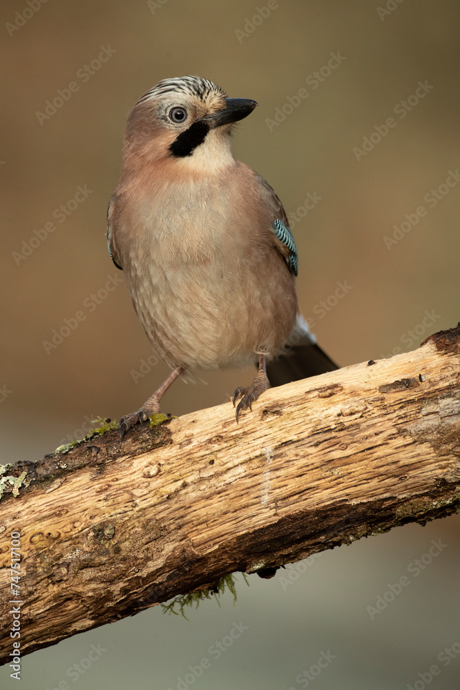 Jay in a Mediterranean oak and pine forest at first light on a cold winter day Jay in a Mediterranean oak and pine forest at first light on a cold winter day