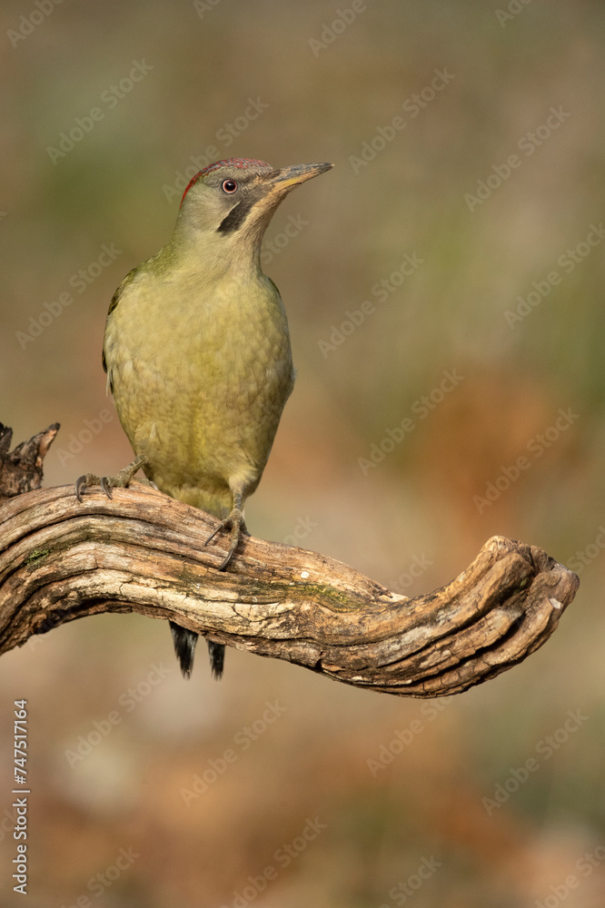 Fototapeta premium Female Green woodpecker in a Euro-Siberian oak and beech forest with the last light of a cold January day
