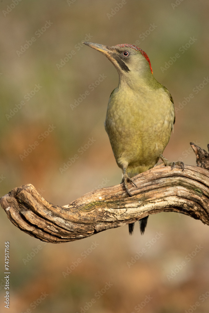 Fototapeta premium Female Green woodpecker in a Euro-Siberian oak and beech forest with the last light of a cold January day
