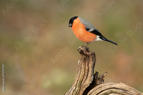 Eurasian bullfinch male in a Eurosiberian oak and beech forest with the last light of the afternoon photo