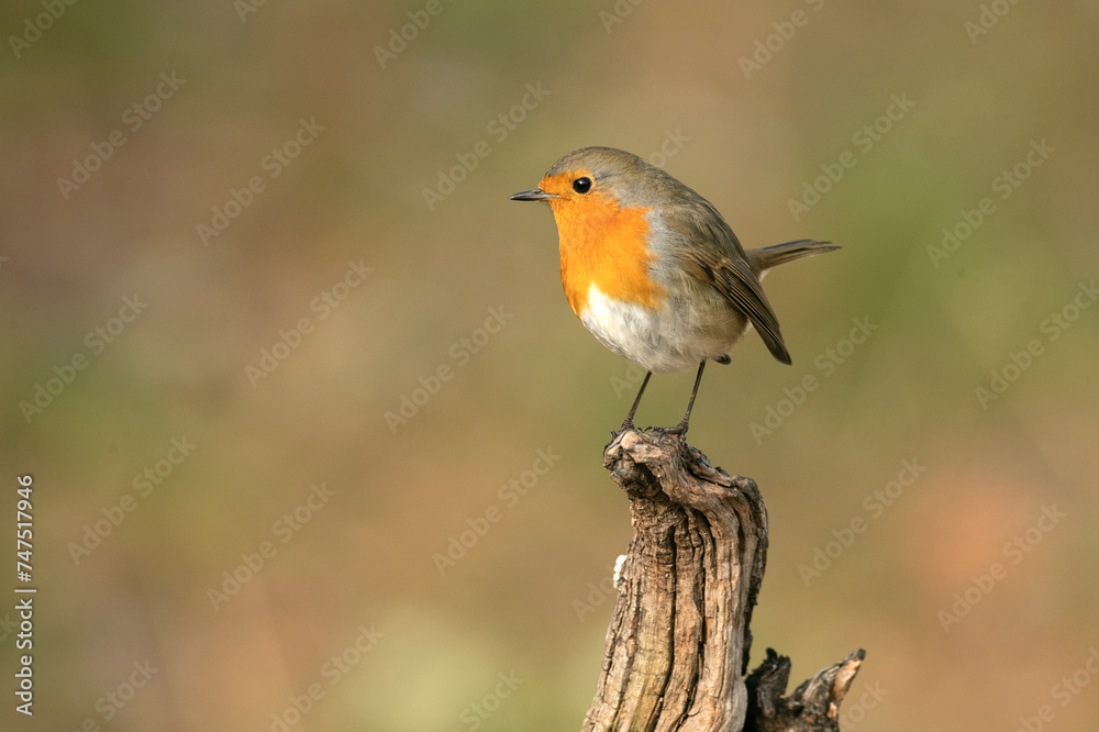 European robin in a Mediterranean forest at the first light of a winter day European robin in a Mediterranean forest at the first light of a winter day