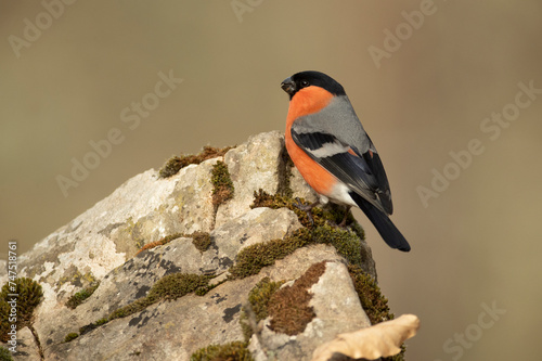 Eurasian bullfinch male in a Eurosiberian forest of oak, beech and pine trees at first light of day photo