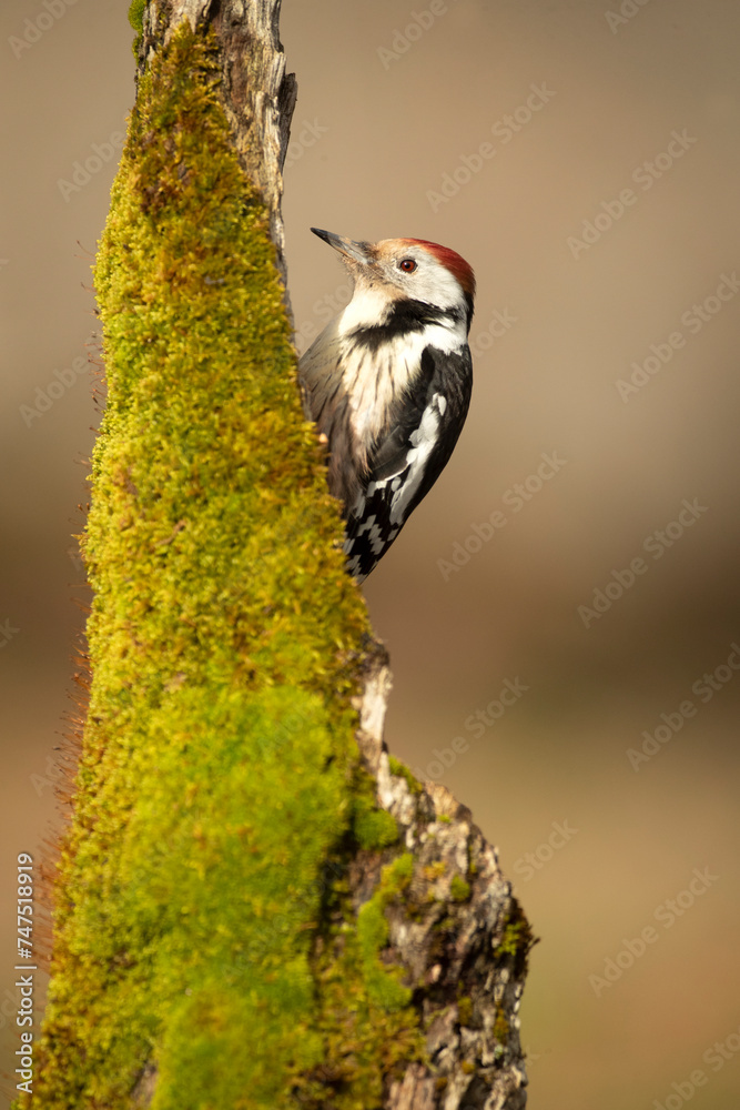 Middle spotted woodpecker on the trunk of a beech tree in a Euro-Siberian forest at first light on a winter day