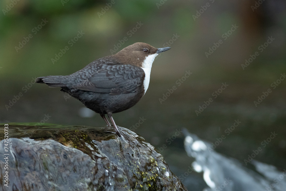 Dipper male in a mountain river before the sun rises in the mating season waiting for the female Dipper male in a mountain river before the sun rises in the mating season waiting for the female