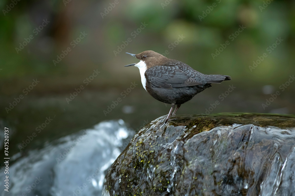 Dipper male in a mountain river before the sun rises in the mating season waiting for the female Dipper male in a mountain river before the sun rises in the mating season waiting for the female