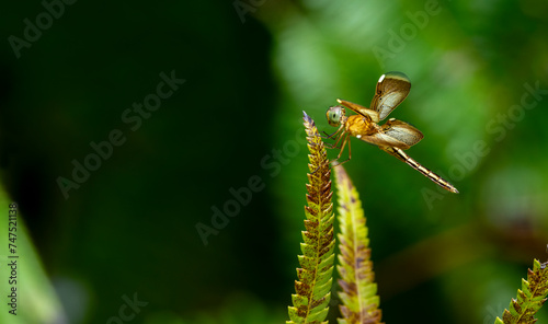 Common Parasol Dragonfly (Neurothemis fluctuans) AKA The Red Grasshawk and Grasshawk dragonfly, is a species of dragonfly widespread in many Asian countries © mylasa