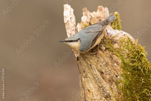 Eurasian nuthatch in a Eurosiberian forest of beech oak and pine trees with the last light of the afternoon photo