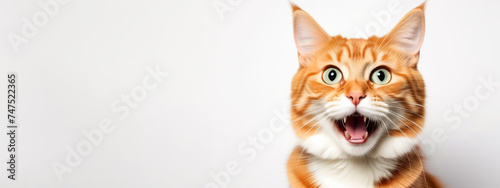 Ginger cat with mouth open looking shocked surprised. White color background. Copy space. Pet long banner. Skeptic cat closeup. Tabby feline look up side, making funny face. Wide eyed kitten call meow