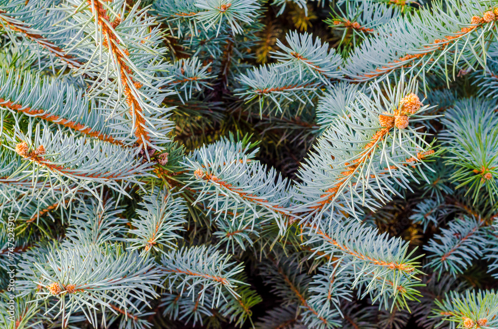branches of spruce with green needles background branches of spruce with green needles background