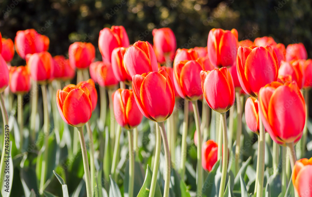 big flower bed with tulips close up big flower bed with tulips close up
