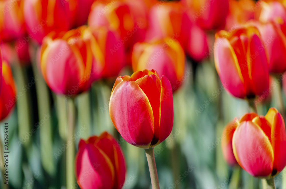 big flower bed with tulips close up big flower bed with tulips close up