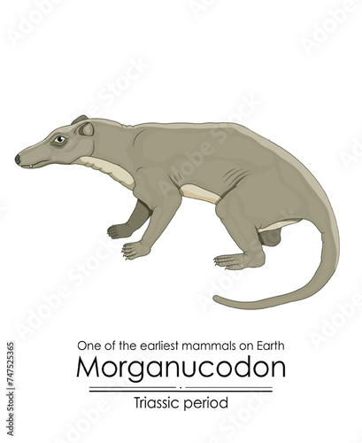 Morganucodon, one of the earliest mammals on Earth and the ancestor of all mammals, appeared during the Triassic period, colorful illustration on a white background