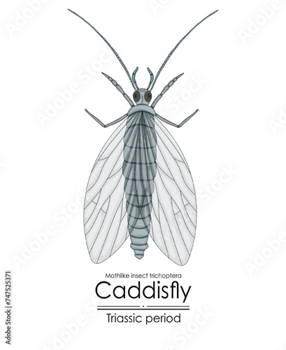 Prehistoric caddisfly mothlike insect trichoptera, a Triassic period creature,  colorful illustration on a white background
