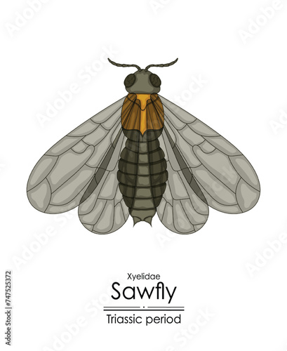 Prehistoric Sawfly xyelidae appeared in Triassic period. Colorful illustration on a white background
