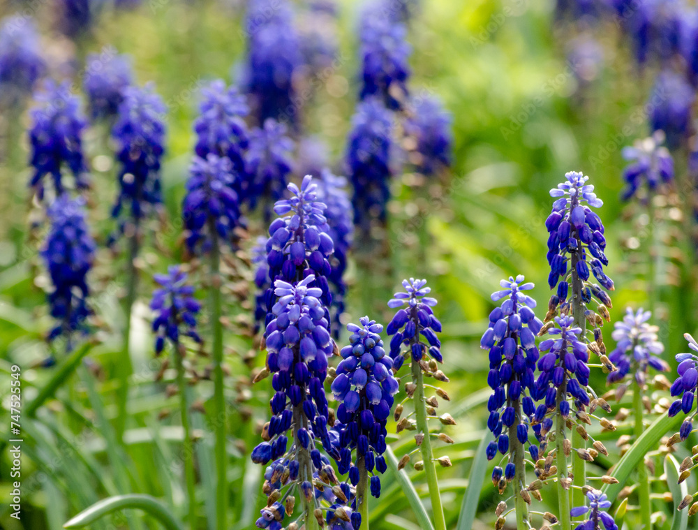Fototapeta premium blue flowers of Mouse hyacinthe Muscari plant