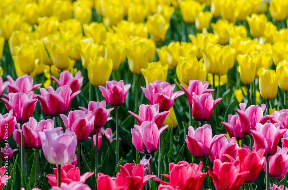 large blooming flower bed with pink and yellow hybrid tulips large blooming flower bed with pink and yellow hybrid tulips
