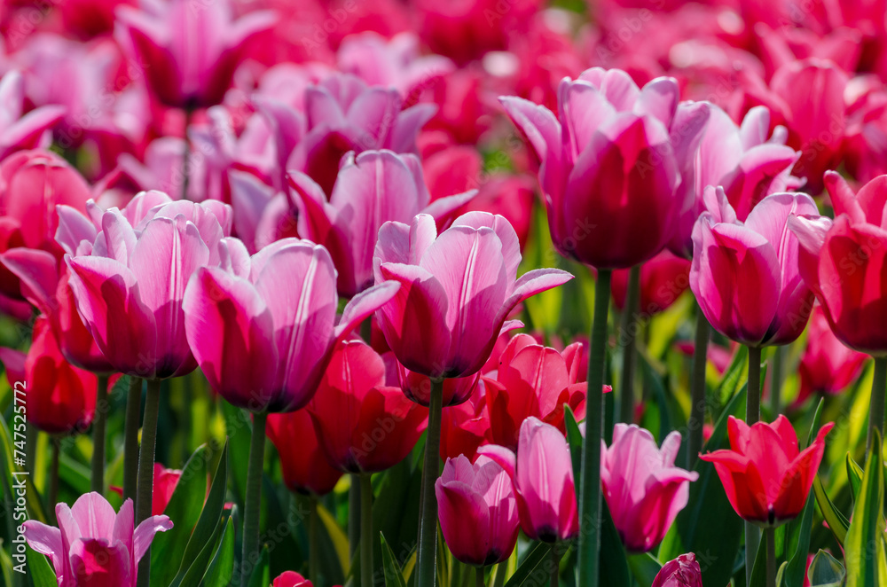Obraz premium large blooming flower bed with pink hybrid tulips
