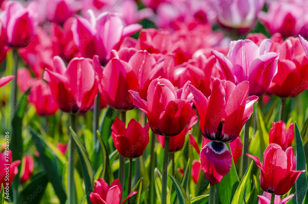 large blooming flower bed with pink hybrid tulips