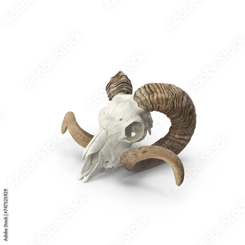 Sheep Ram Skull