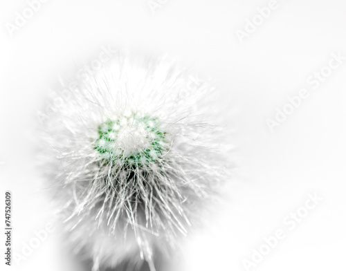 fluffy cactus with white spines macro on white background closeup