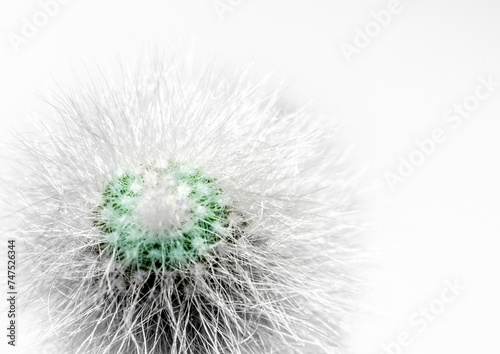 Fototapeta Naklejka Na Ścianę i Meble -  green fluffy cactus with white spines macro on white background closeup