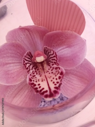Fototapeta Naklejka Na Ścianę i Meble -  Beautiful pink Orchid. Beautiful Nature