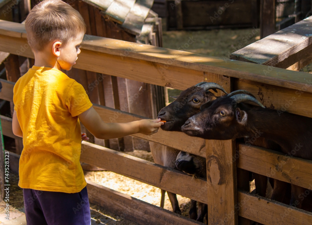the child feeds from the hands of black horned goats. animals. the child feeds from the hands of black horned goats. animals.