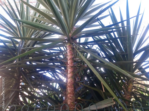 Big Yucca tree. Tropical plant