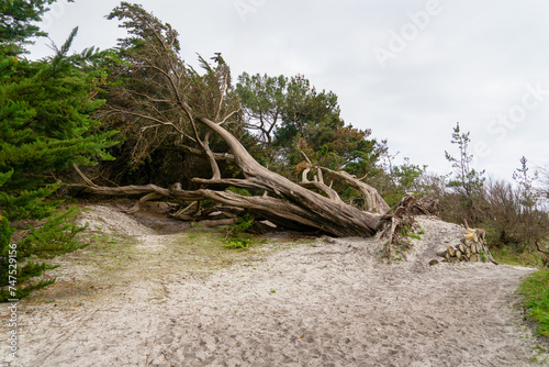 Le vieux cypr  s de Lambert  symbole de Beg-Meil  Finist  re  depuis 120 ans  a succomb      la temp  te d octobre 2021 apr  s avoir r  sist      l ouragan de 1987.