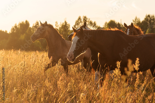 Herd of horses  at sunset in summer  photo