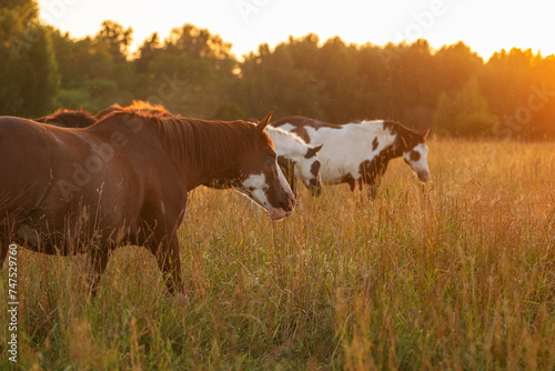 Herd of horses  at sunset in summer  photo